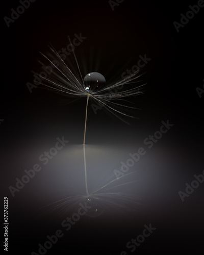 Macrophoto with dandelion and water drops