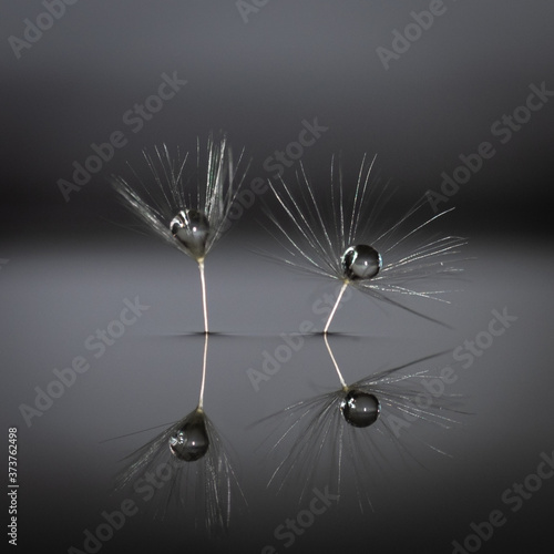 Macrophoto with dandelion and water drops