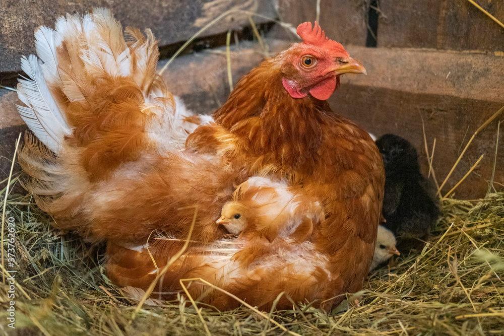 Fototapeta premium A mother hen with newly hatched Chicks.