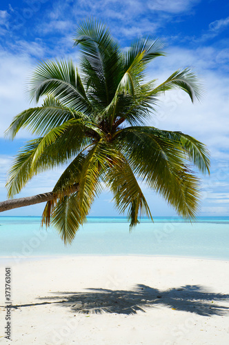 Tropical white sand beach with exotic Coco palm tree with turquoise water. Summer vacation concept. Untouched beach in Maldives  Seychelles  Bora Bora  Jamaica  Tahiti. Paradise island.