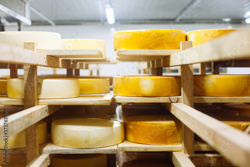 Cow milk cheese, stored in a wooden shelves and left to mature