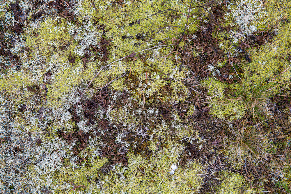Saturated natural texture and background with moss. Pine forest and needles on the ground. Earth and moss. Summer bright forest background. Saturated natural texture and background with moss. Pine forest and needles on the ground. Earth and moss. Summer bright forest background.