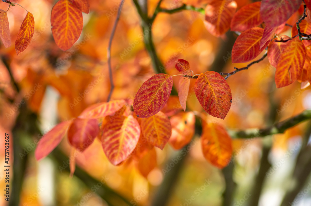 amelanchier lamarckii shadbush autumnal shrub branches full of beautiful red orange yellow leaves amelanchier lamarckii shadbush autumnal shrub branches full of beautiful red orange yellow leaves