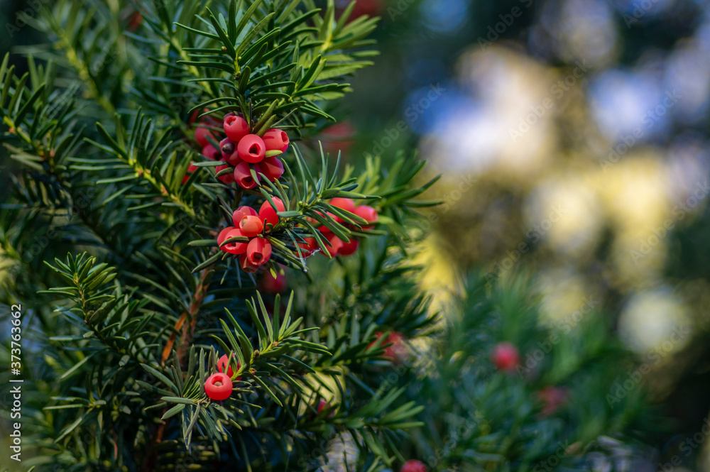 Taxus baccata European yew is conifer shrub with poisonous and bitter red ripened berry fruits Taxus baccata European yew is conifer shrub with poisonous and bitter red ripened berry fruits
