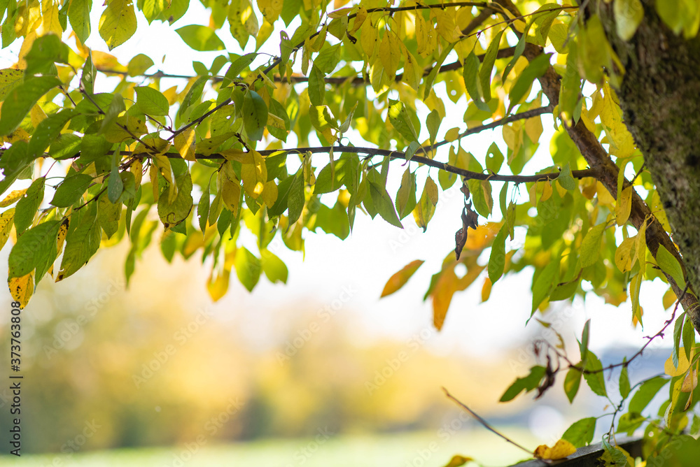 Autumn green and yellow leaves in sunny fall day, sunny light bokeh and vibrant colors Autumn green and yellow leaves in sunny fall day, sunny light bokeh and vibrant colors
