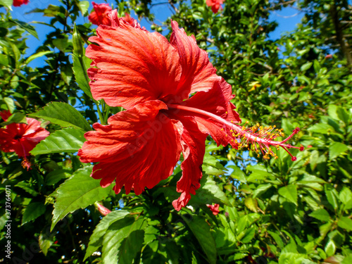 red hibiscus flower