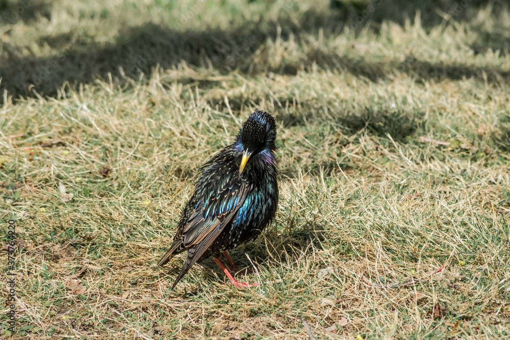 Common Starling (Sturnus vulgaris) in park, Central Russia Common Starling (Sturnus vulgaris) in park, Central Russia