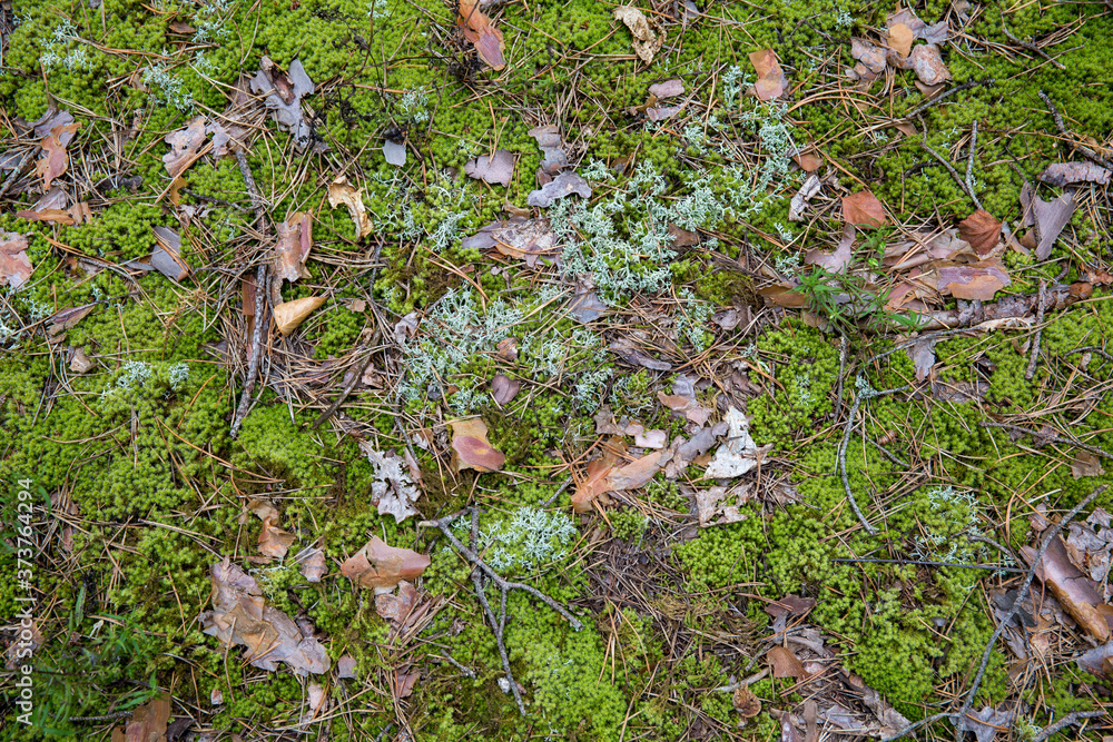 Saturated natural texture and background with moss. Pine forest and needles on the ground. Earth and moss. Summer bright forest background. Saturated natural texture and background with moss. Pine forest and needles on the ground. Earth and moss. Summer bright forest background.