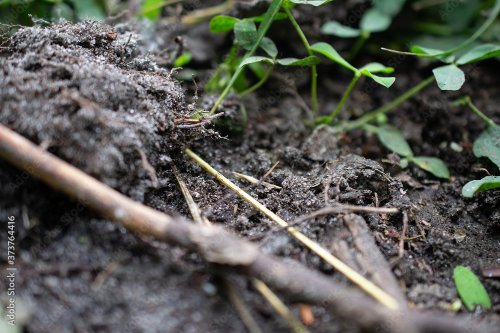 grass and earth, goosebump grass and earth, goosebump