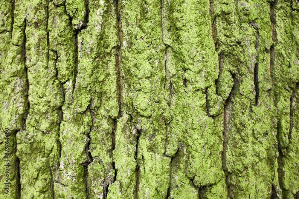 wood texture wood texture