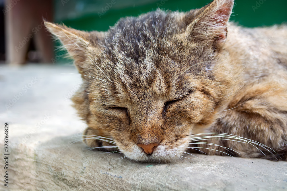 old homeless cat with scars asleep on the road old homeless cat with scars asleep on the road
