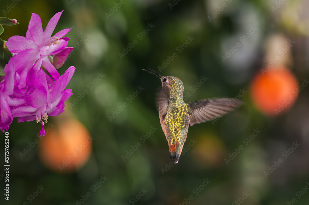 Fototapeta premium Allen's Hummingbird (Selasphorus sasin) female in garden, Los Angeles, California, USA