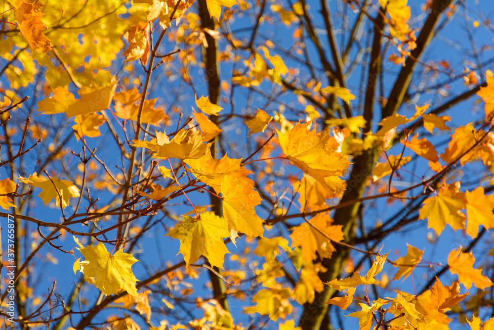 Autumn. Yellow and red maple leaves on the tree. Multicolored maple leaves hang in the sun Autumn. Yellow and red maple leaves on the tree. Multicolored maple leaves hang in the sun