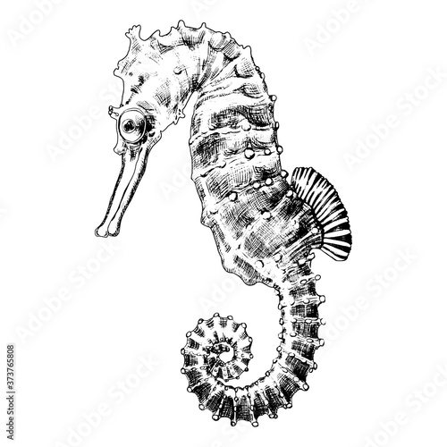 Sea Horse.
Graphic print