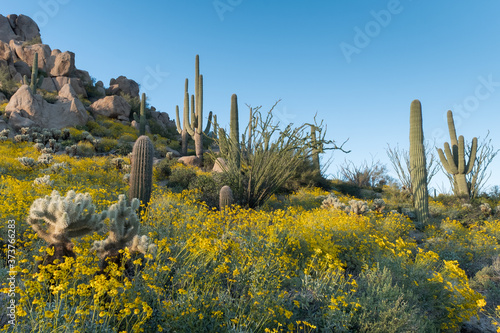 Sagauro Cactus and other Cacti, Sonoran Desert Spring Blossoms on a hillside