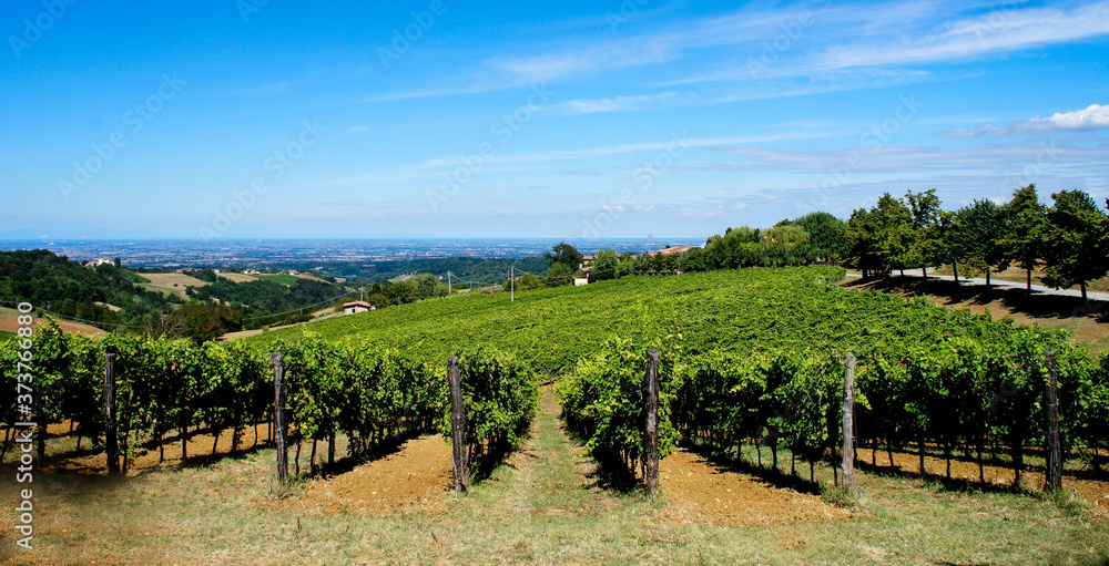 Obraz premium vineyard in autumn