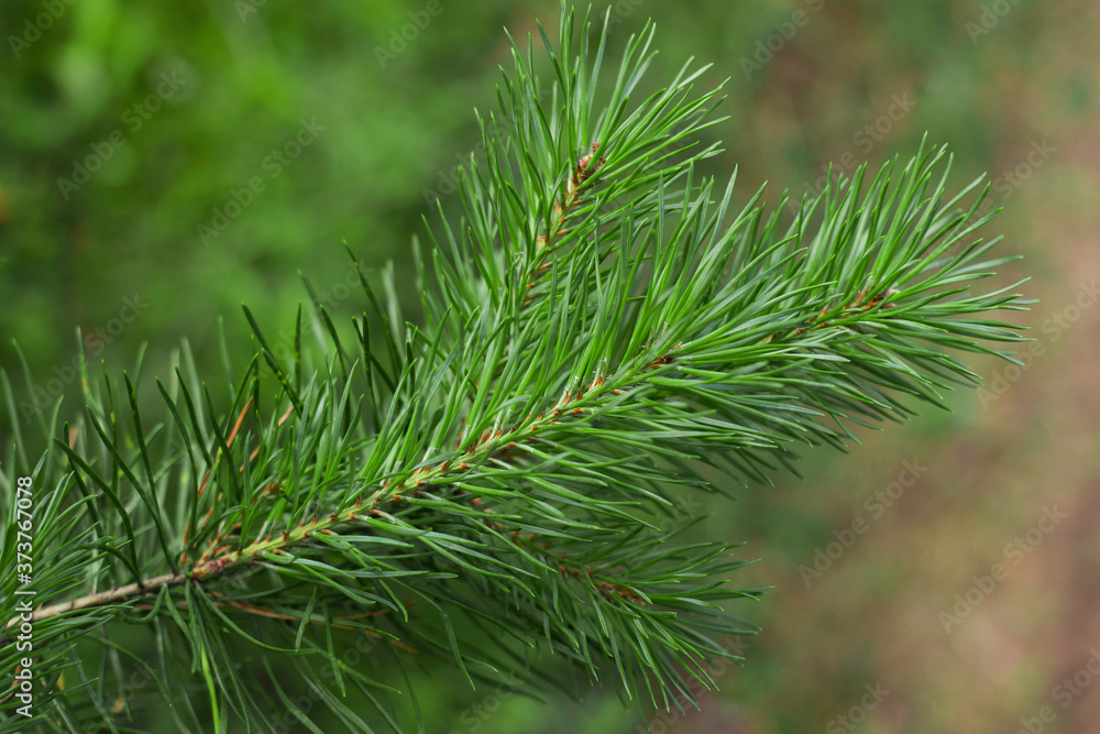 Green branch of pine tree with long fluffy needles. Green branch of pine tree with long fluffy needles.