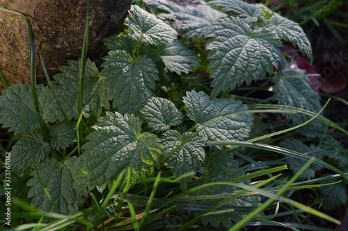 Brennessel im Garten