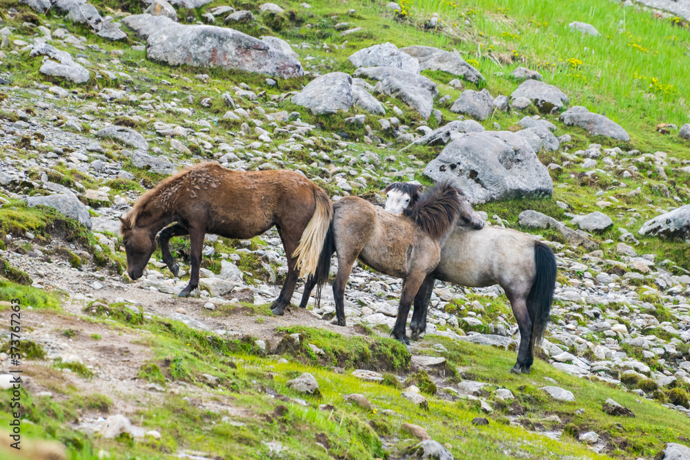 High-altitude Himalayan wild pony in Sikkim, India