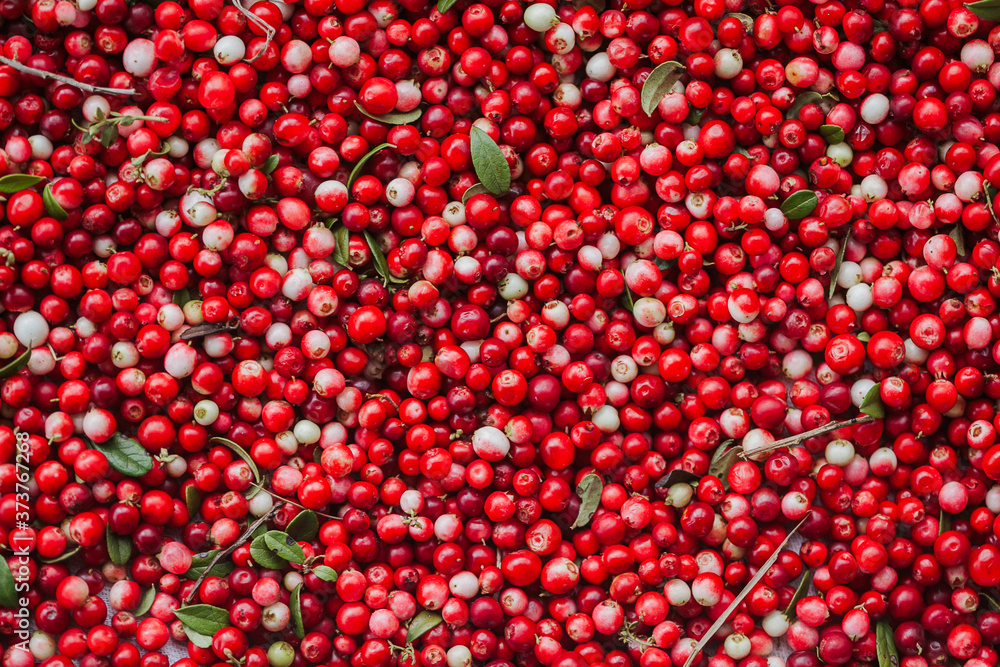 Red ripe berries of a cowberry (lingonberry, Vaccinium vitis-idaea, partridgeberry) with green leaves. Red ripe berries of a cowberry (lingonberry, Vaccinium vitis-idaea, partridgeberry) with green leaves.