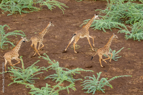 Africa, Kenya, Shompole, Aerial view herd of Giraffes (Giraffa camelopardalis) running in Shompole Conservancy in Rift Valley photo