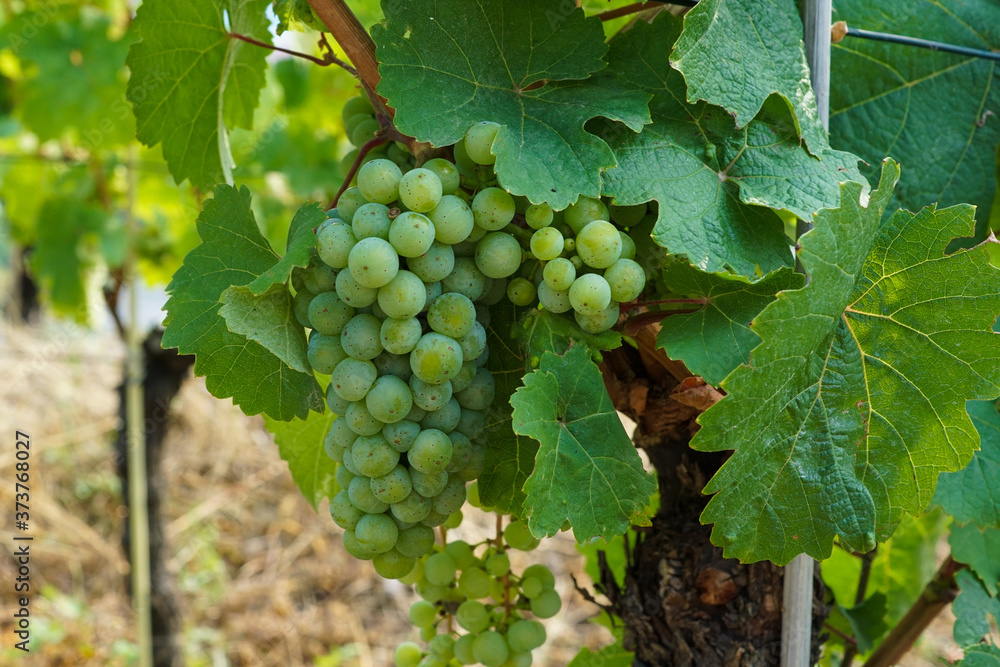 Fresh white grapes hanging at a vine on a vineyard