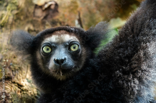 Africa, Madagascar, Lake Ampitabe, Akanin'ny nofy Reserve. Headshot of the largest lemur. photo