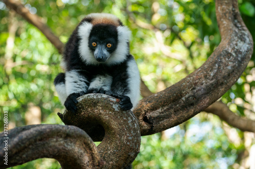Africa, Madagascar, Lake Ampitabe, Akanin'ny nofy Reserve. A black-and-white ruffed lemur is curious and watching everything. photo