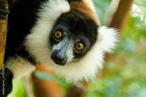Africa, Madagascar, Lake Ampitabe, Akanin'ny nofy Reserve. Headshot of the showy black-and-white ruffed lemur. photo