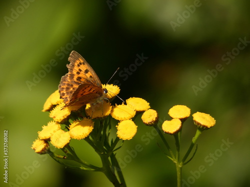 Scarce copper (Lycaena virgaureae) - orange butterfly on yellow tansy flowers (Tanacetum vulgare), Gdansk, Poland