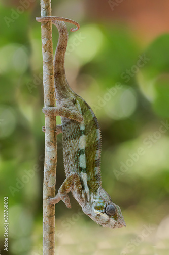 Africa, Madagascar, Lake Ampitabe, Akanin'ny nofy Reserve. A chameleon maneuvering along the trunk of a small bush. photo