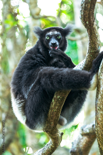 Africa, Madagascar, Lake Ampitabe, Akanin'ny nofy Reserve. Indri, the largest lemur sitting on a twining vine. This individual has a darker coat than some. photo