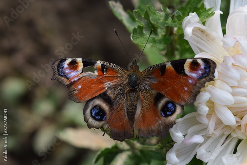 Pfauenauge Schmetterling im Garten auf einer Blume