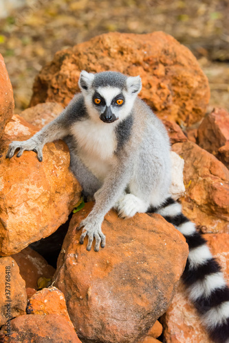 Madagascar, Berenty, Berenty Reserve. Ring-tailed lemur sitting on some rocks. photo