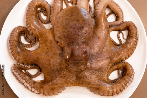 Fresh octopus on a white dish, ready for cooking (close-up, top view)