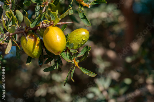 close-up of the fruit of the argan tree, its oil used in cosmetics, pharmacy and medicine photo