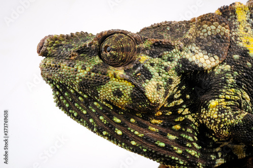 Meller's chameleon / Mellers Riesenchamäleon (Trioceros melleri)