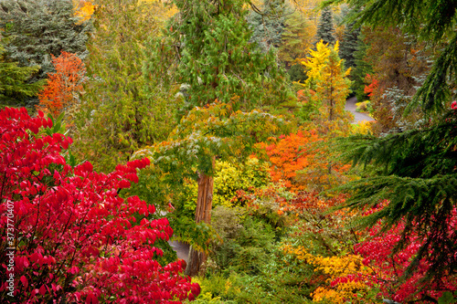 Fototapeta Naklejka Na Ścianę i Meble -  Vibrant fall colors at Kubota Garden in Seattle, WA
