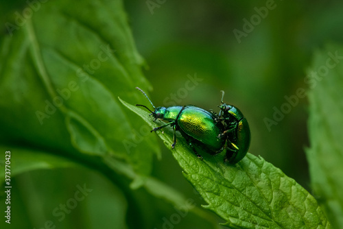 Reproduction of beetles of the species CHRYSOLINA HERBACEA © Andrew