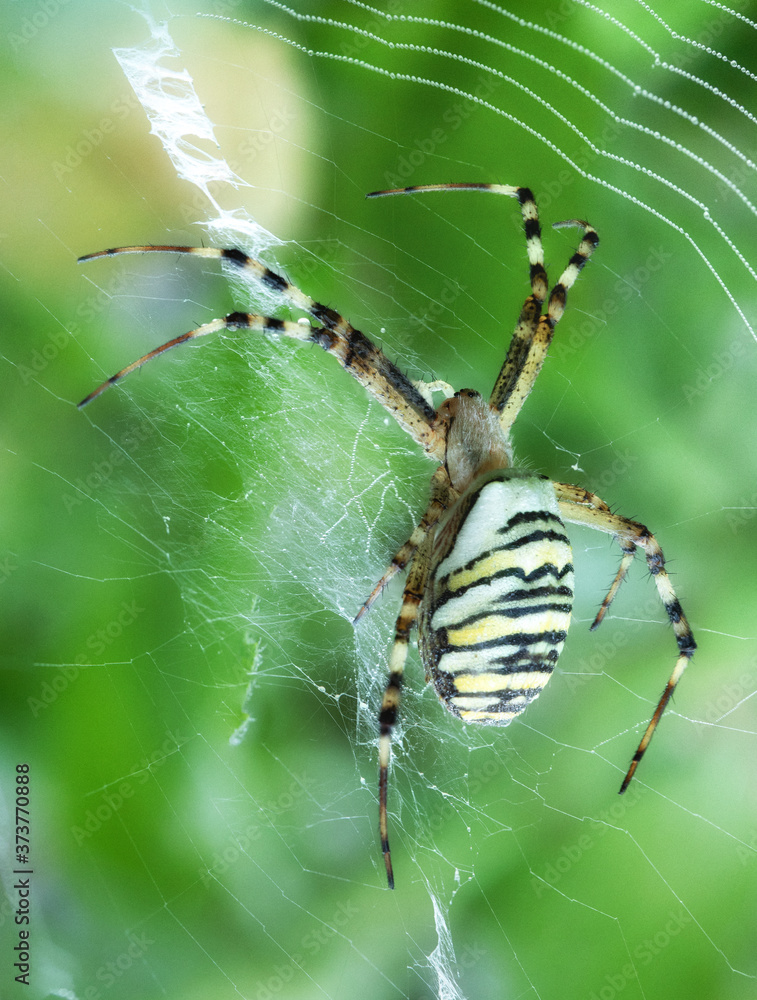 Argiope bruennichi, a tiger spider with red and yellow stripes on the abdomen. Argiope bruennichi, a tiger spider with red and yellow stripes on the abdomen.