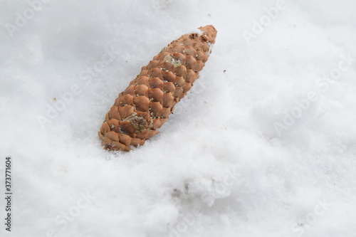 Tannenzapfen/Kiefernzapfen im Schnee, Winter, Schnee
