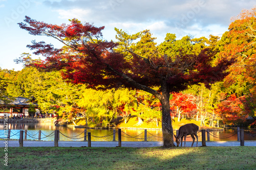 Deer under a tree in the Pa...