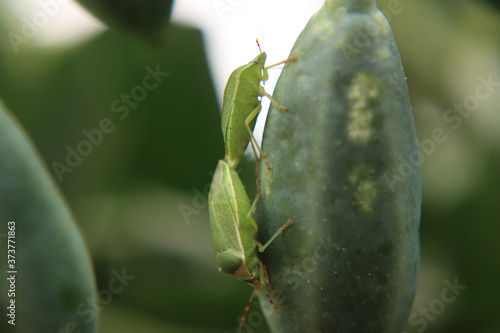 Macro shot of bedbug insects on caper cucunci photo