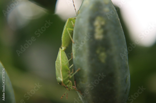 Macro shot of bedbug insects on caper cucunci photo