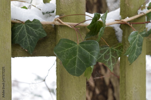 Efeu/Kletterpflanze am Zaun im Winter mit Schnee