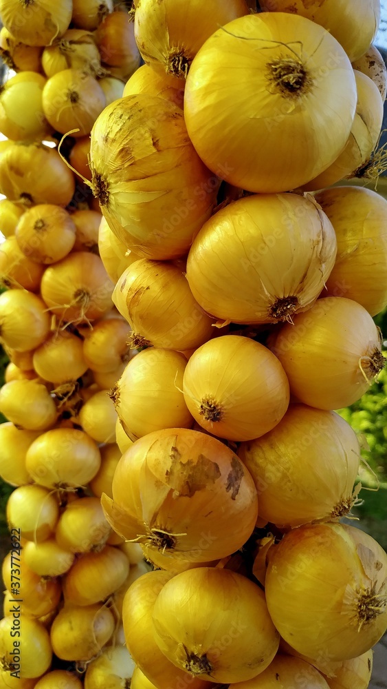 hanging bunches of onions to dry outside. hanging bunches of onions to dry outside.