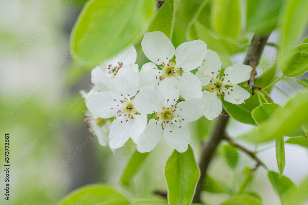 Obraz premium Branches of blossoming apricot macro