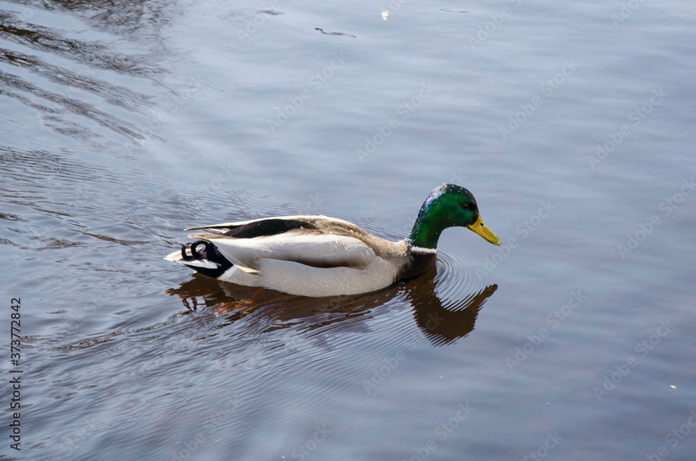 Fototapeta premium The duck on the water