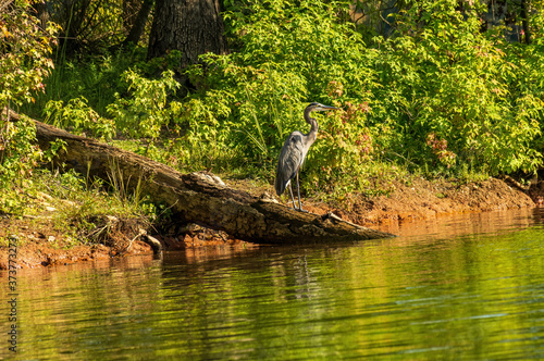 A Heron Standing on a Log Near a Lake.