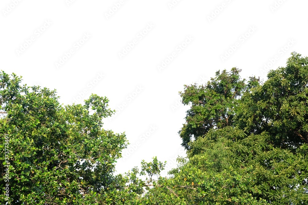 Tropical tall tree with leaves branches on white isolated background for green foliage backdrop 